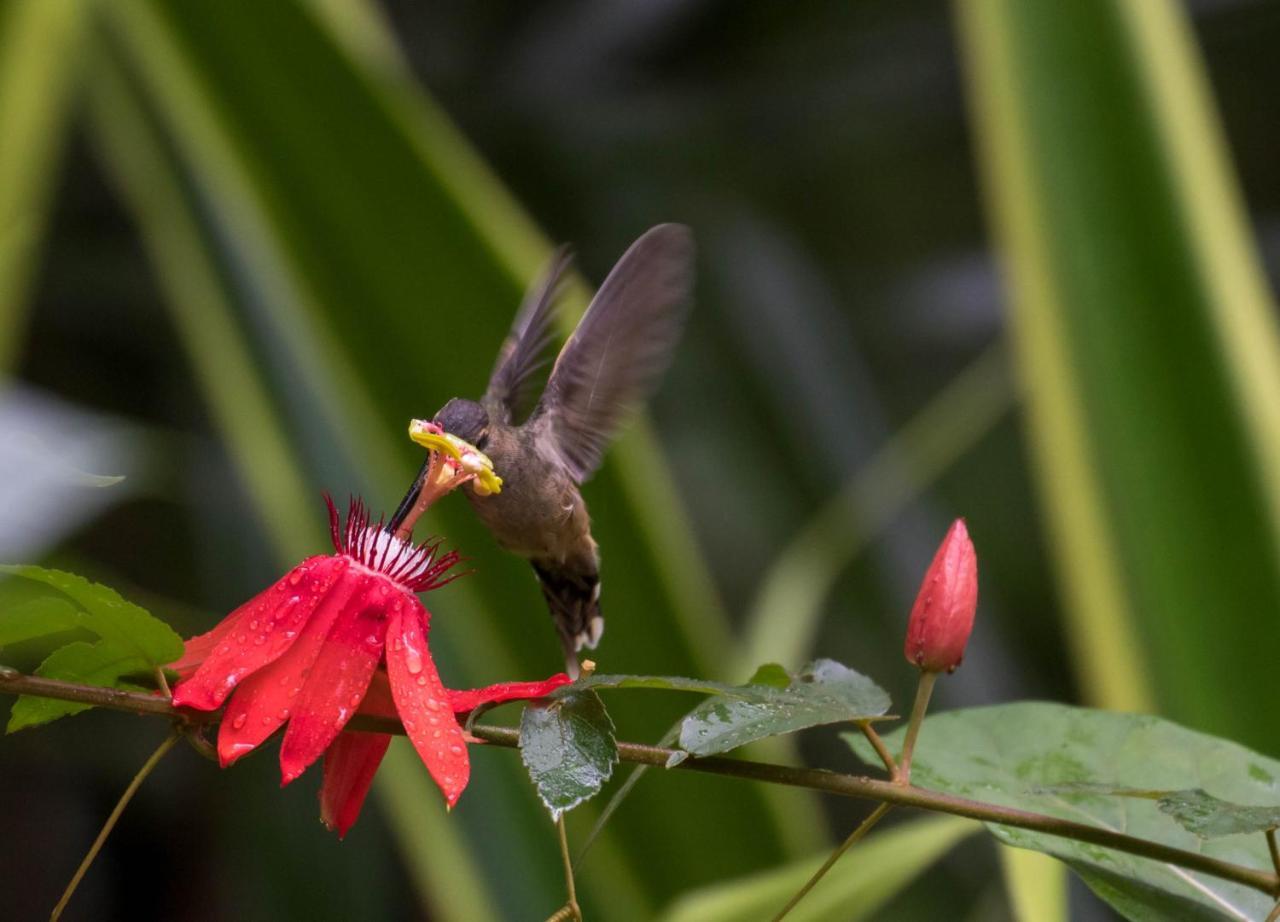 San Rafael Ecolodge La Tigra  外观 照片